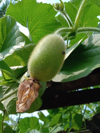A close-up view of an unripe, fuzzy fruit attached to a vine with broad green leaves. The fruit is oval-shaped, has a hairy surface, and is connected to a withered flower at its base. Sunlight is filtering through the foliage, casting light and shadows.