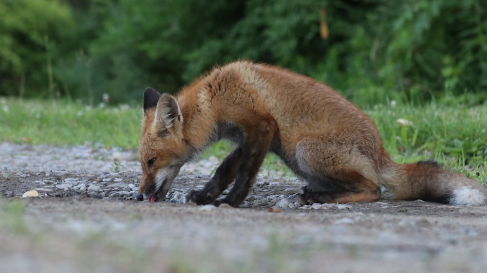 brown fox lying on ground