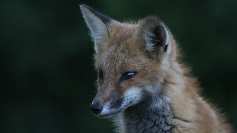 brown fox in close up photography