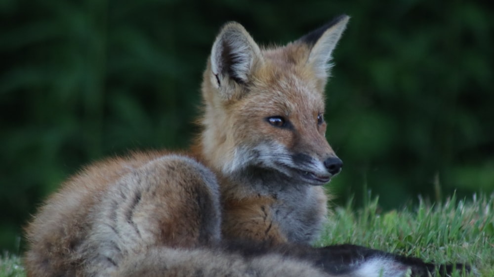 brown fox lying on green grass during daytime