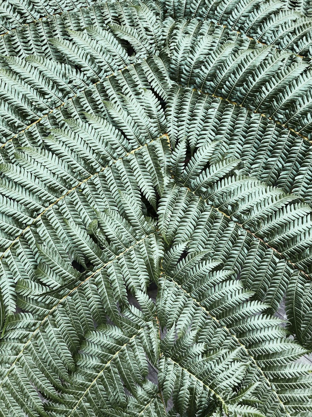 green and white pine tree