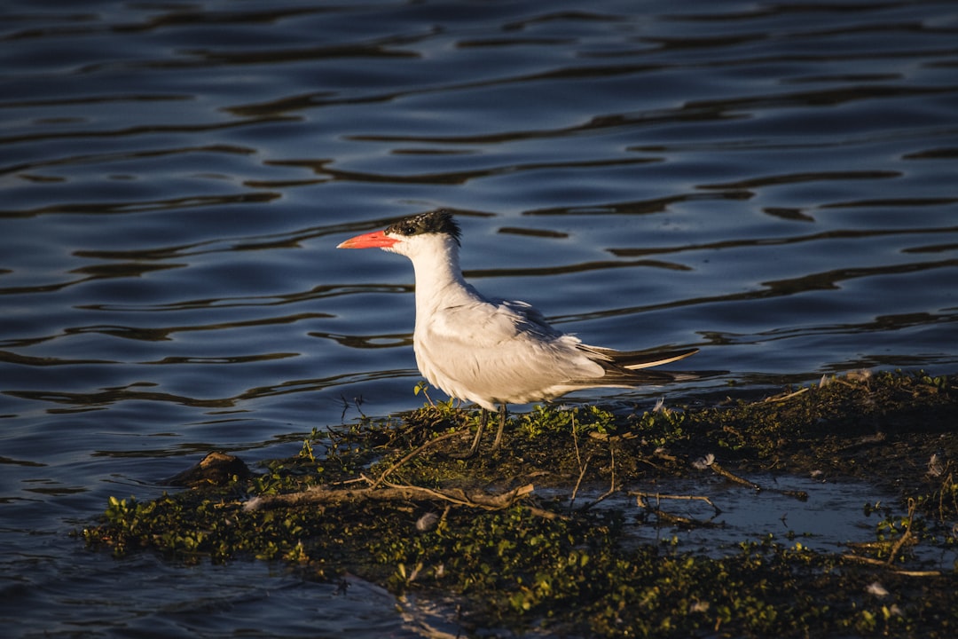 white and black bird on brown and green grass