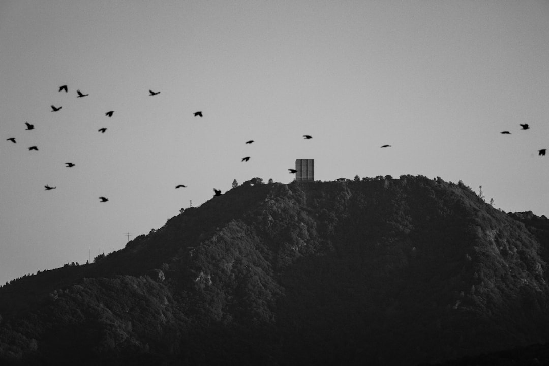 birds flying over the building on the hill