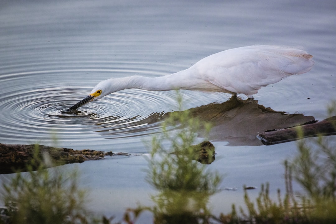 white bird on water during daytime