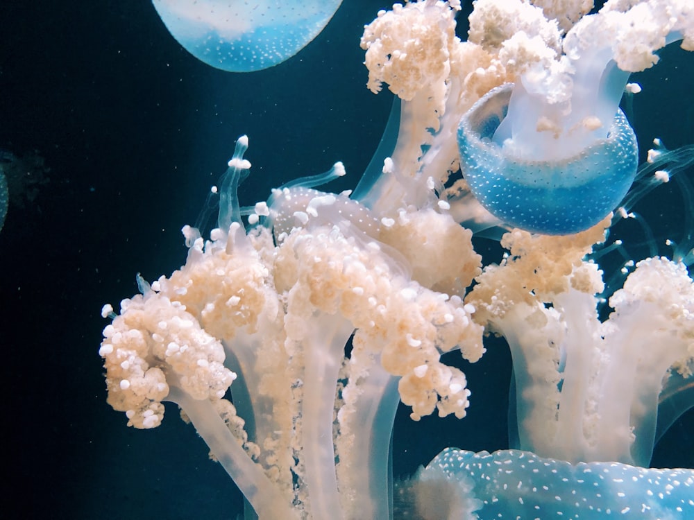 white jellyfish in water during daytime