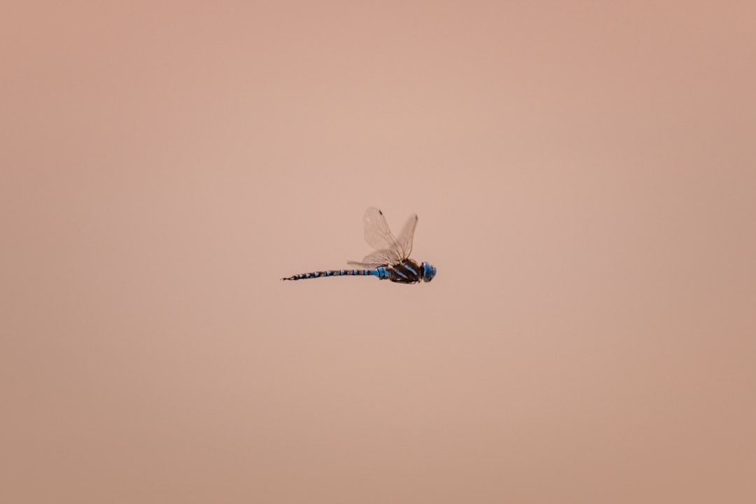 blue and white dragonfly on brown surface