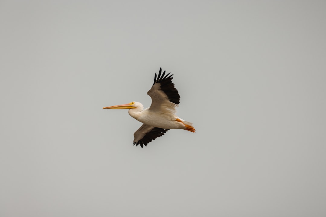 white and black pelican on white background