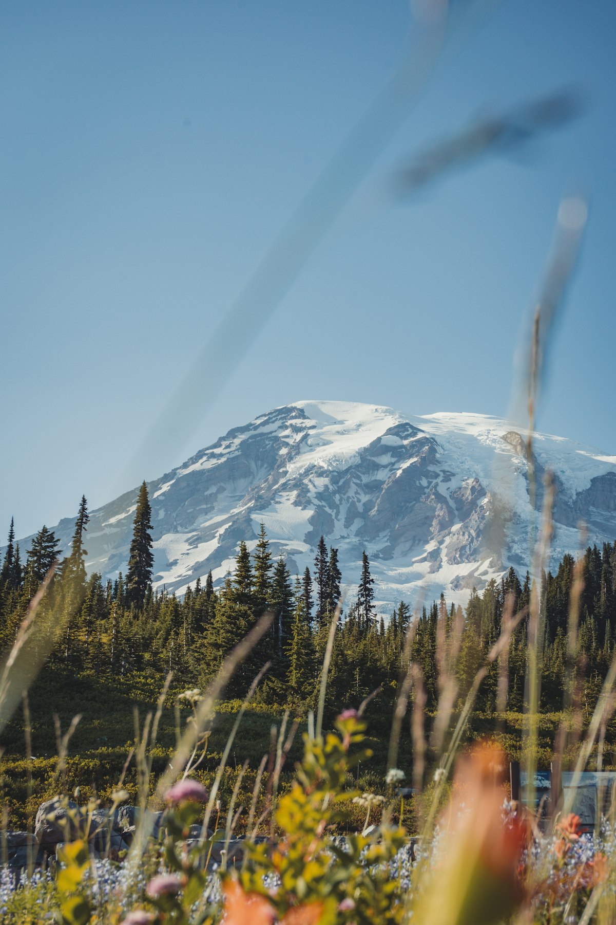 Mount Rainier above a wildflower meadow