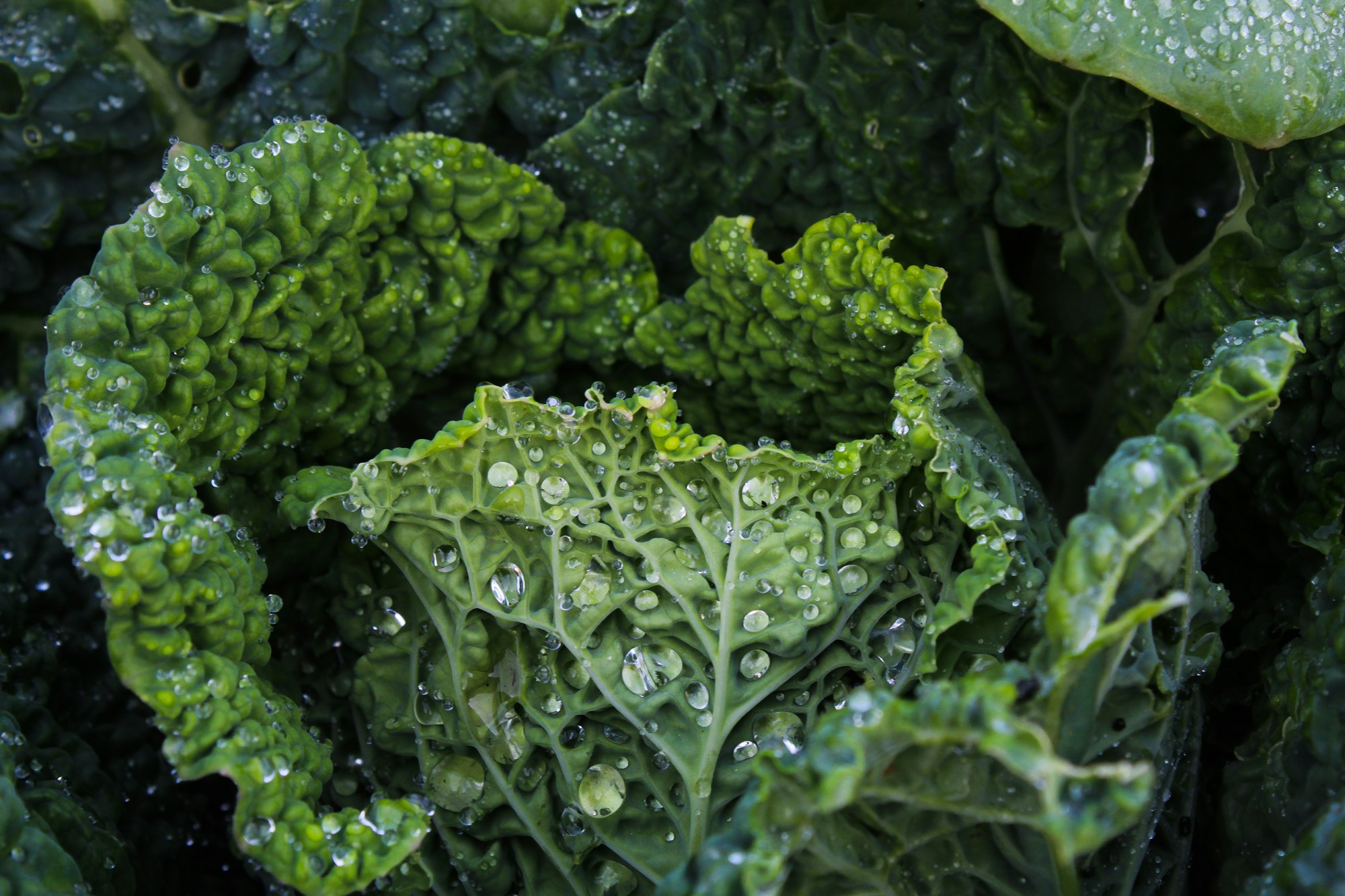 kale leafs