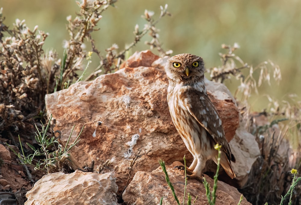 brown and black owl on brown rock during daytime