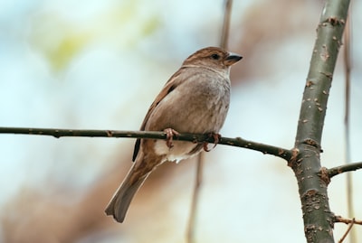 brown and white bird on brown tree branch