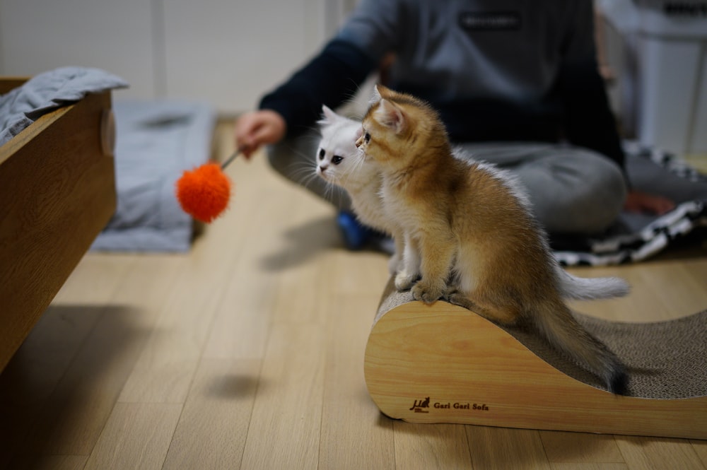 brown and white cat on brown wooden table