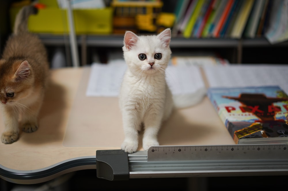 white cat on white book