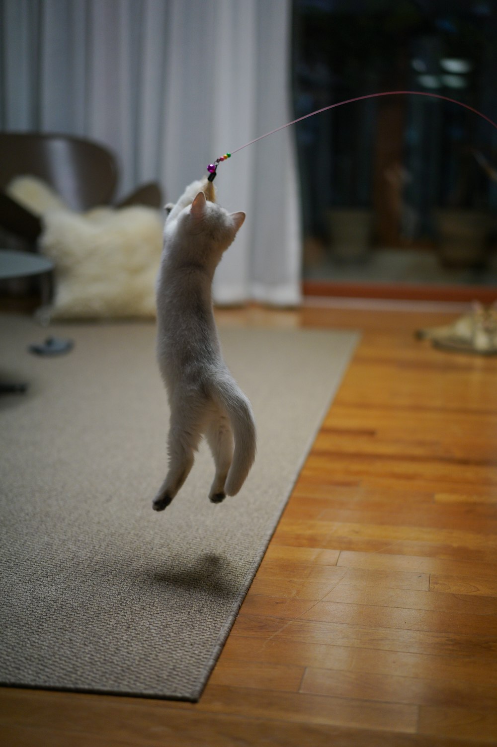 white cat on brown wooden floor