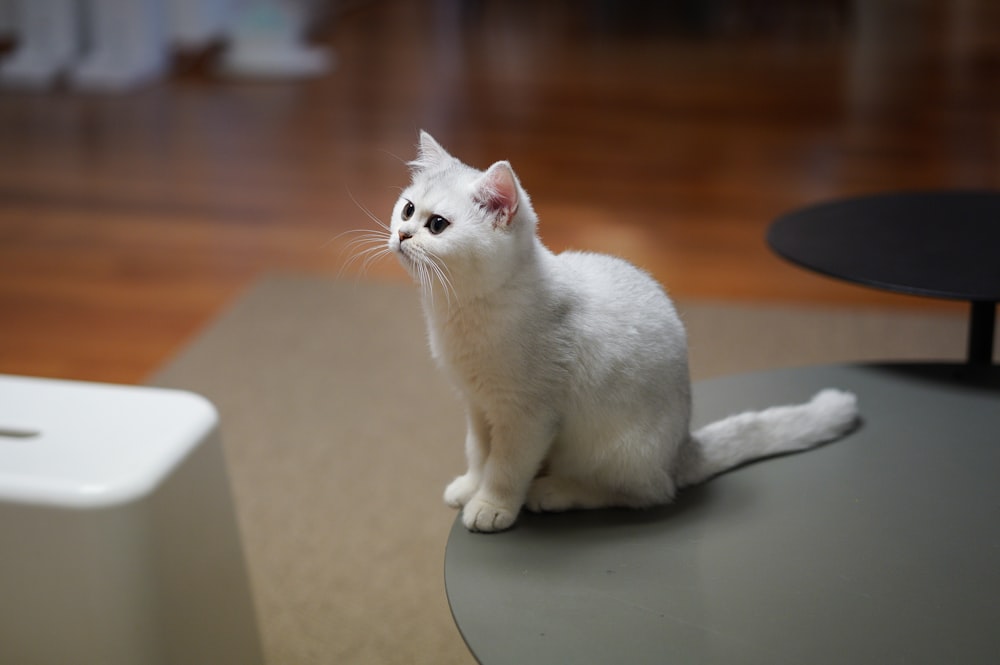 white cat on white table