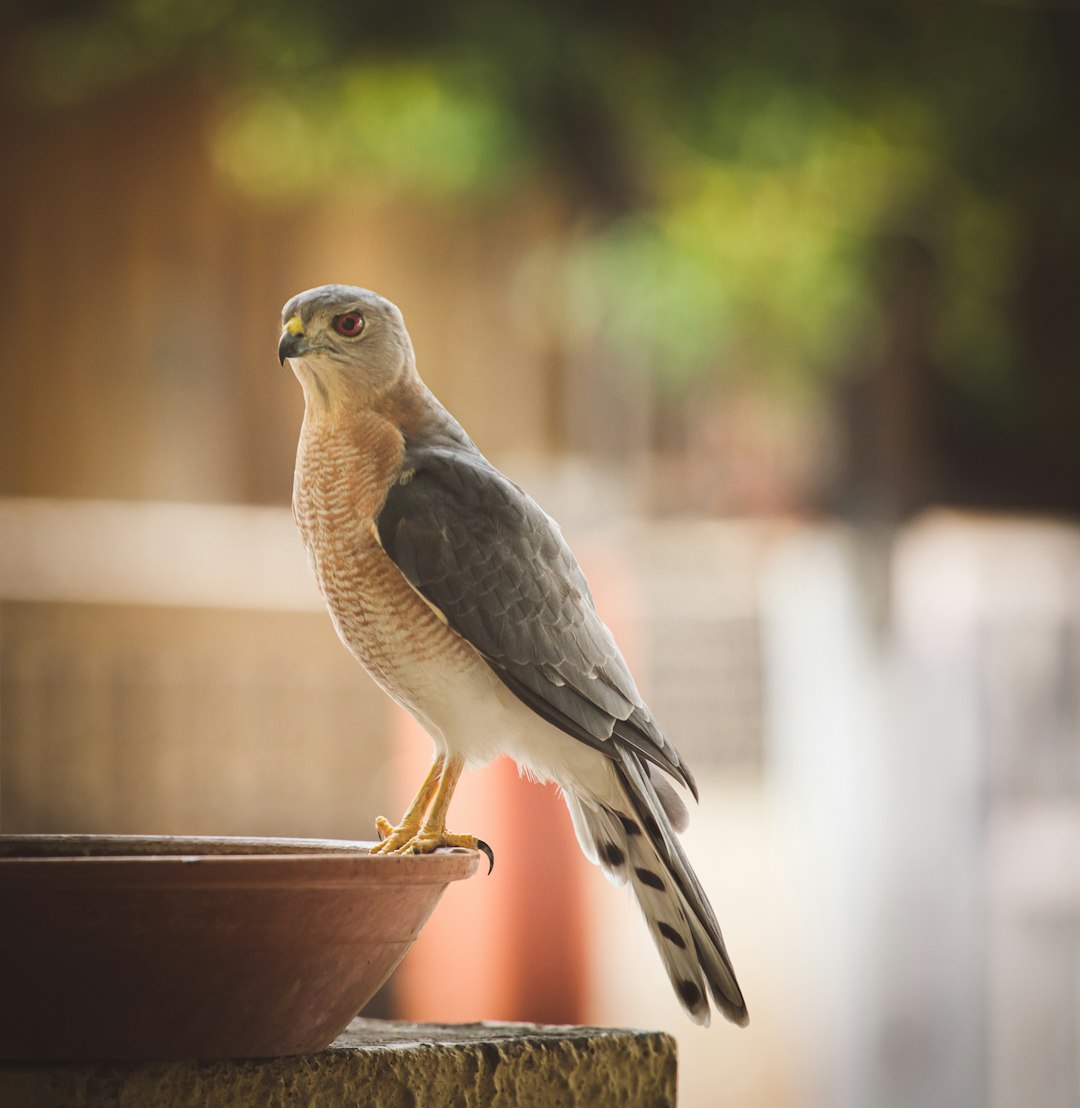 grey and brown bird on brown concrete pot