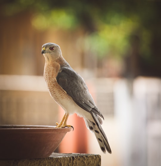 grey and brown bird on brown concrete pot in Gandhinagar India