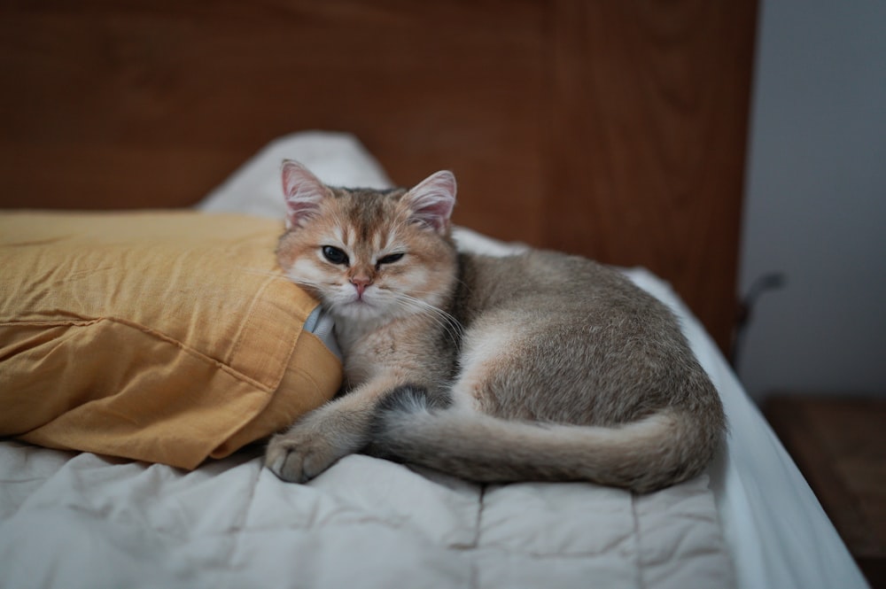 orange tabby cat lying on white textile