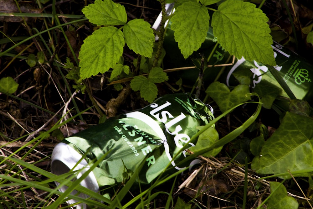 Paquete de plástico verde y blanco sobre hojas secas marrones