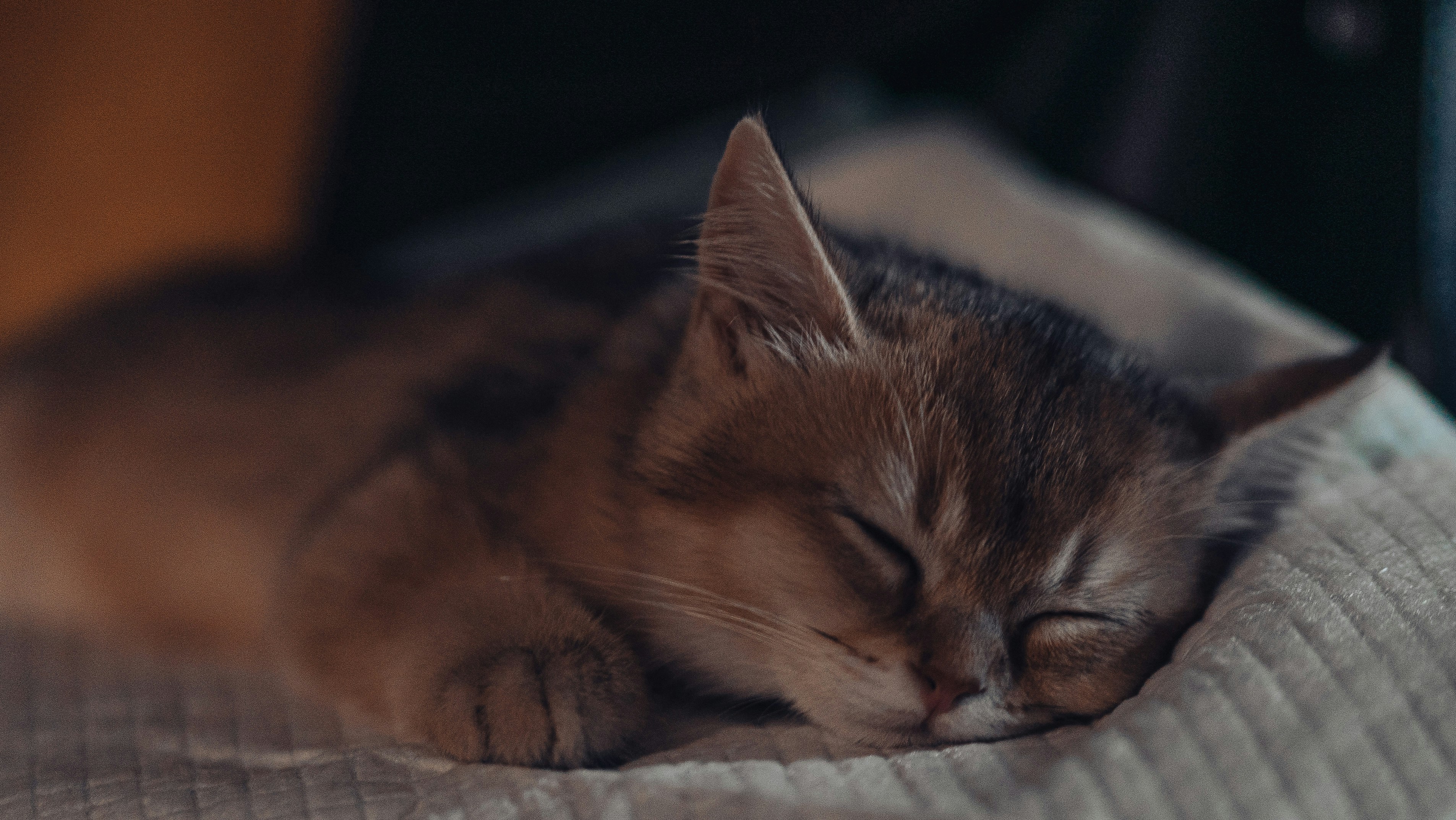 orange tabby cat lying on white textile
