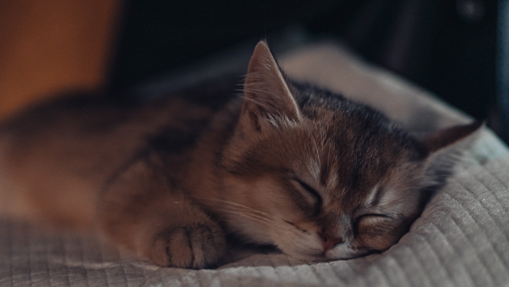 orange tabby cat lying on white textile