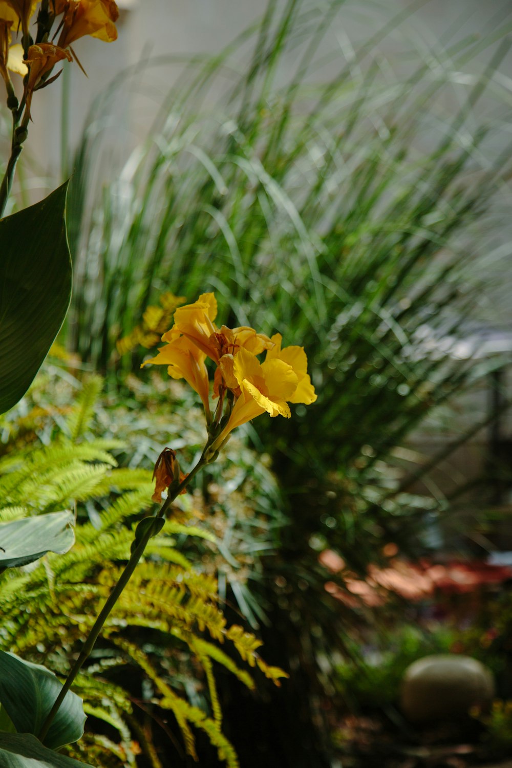 a yellow flower in a garden with lots of green plants