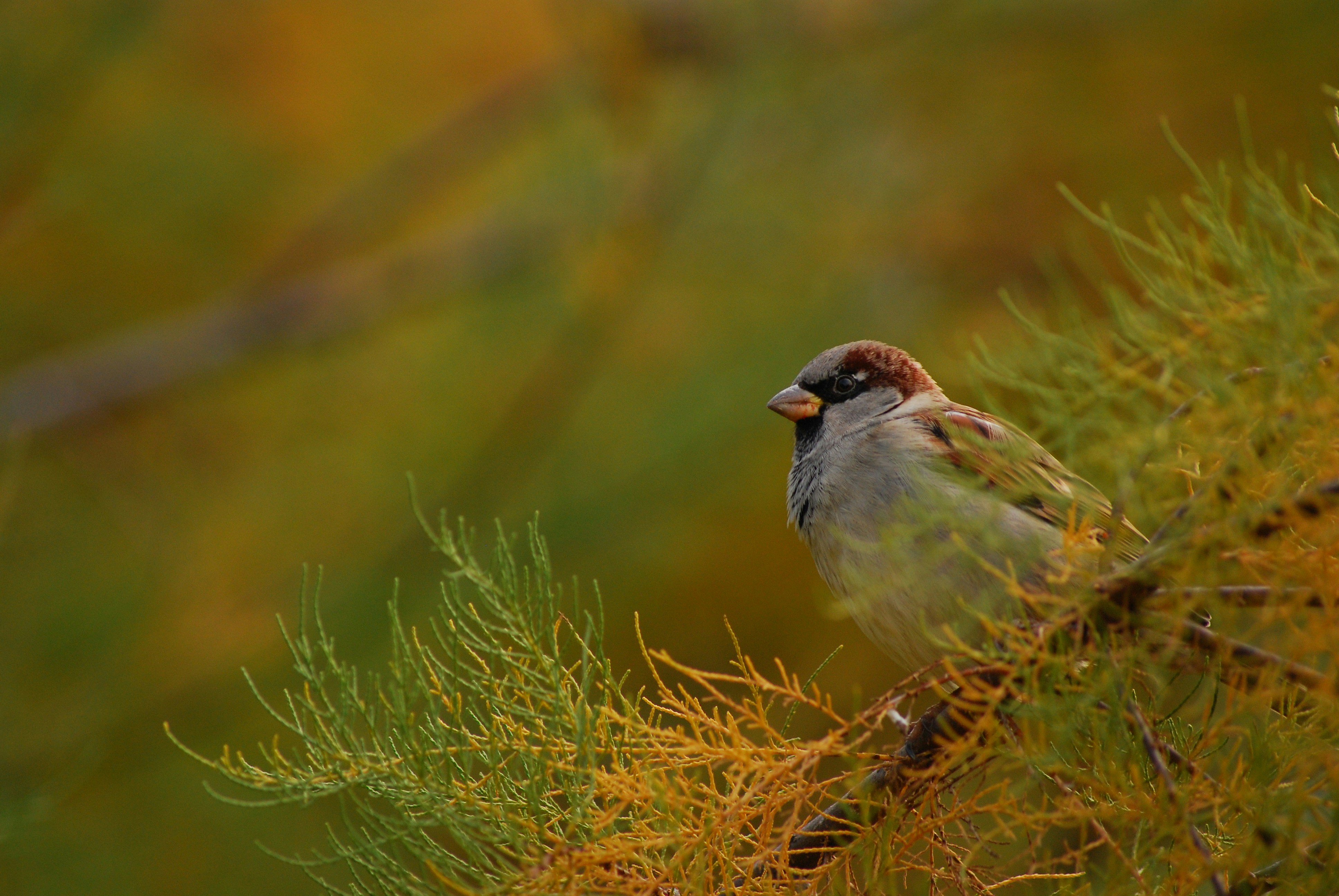 Photo by pspychalski