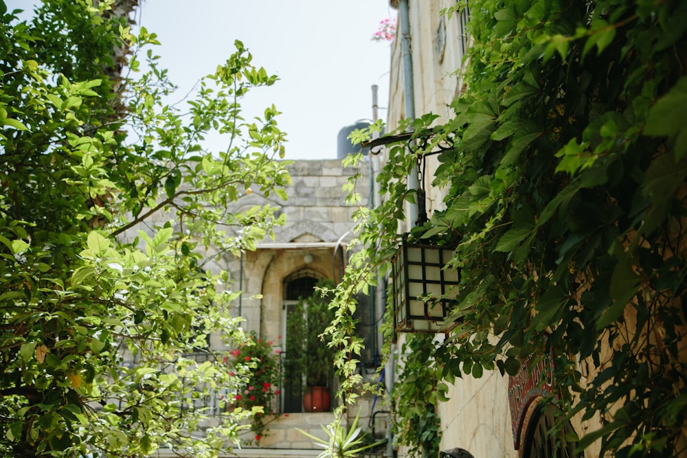 une ruelle étroite avec une porte et des plantes de chaque côté