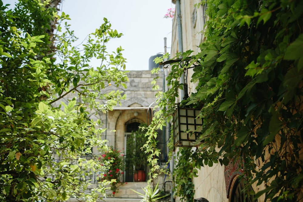 a narrow alley way with a gate and plants on either side