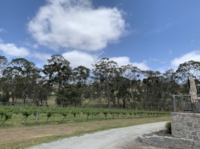 A vineyard landscape with rows of grapevines stretching across the foreground. Tall trees border the vineyard, and a light gravel path runs alongside it. There is a stone patio with an umbrella on the right side, and overhead, the sky is a vibrant blue with scattered white clouds.