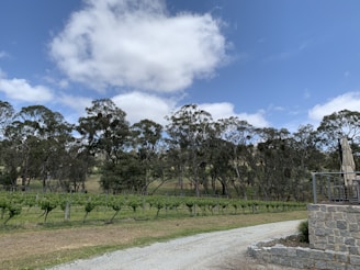 A vineyard landscape with rows of grapevines stretching across the foreground. Tall trees border the vineyard, and a light gravel path runs alongside it. There is a stone patio with an umbrella on the right side, and overhead, the sky is a vibrant blue with scattered white clouds.