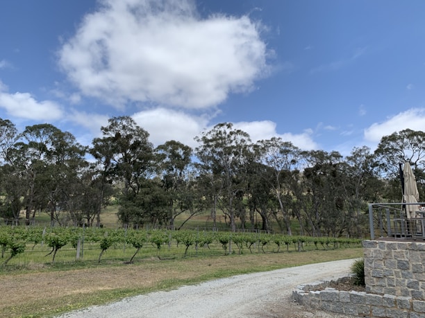 A vineyard landscape with rows of grapevines stretching across the foreground. Tall trees border the vineyard, and a light gravel path runs alongside it. There is a stone patio with an umbrella on the right side, and overhead, the sky is a vibrant blue with scattered white clouds.