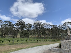 A vineyard landscape with rows of grapevines stretching across the foreground. Tall trees border the vineyard, and a light gravel path runs alongside it. There is a stone patio with an umbrella on the right side, and overhead, the sky is a vibrant blue with scattered white clouds.
