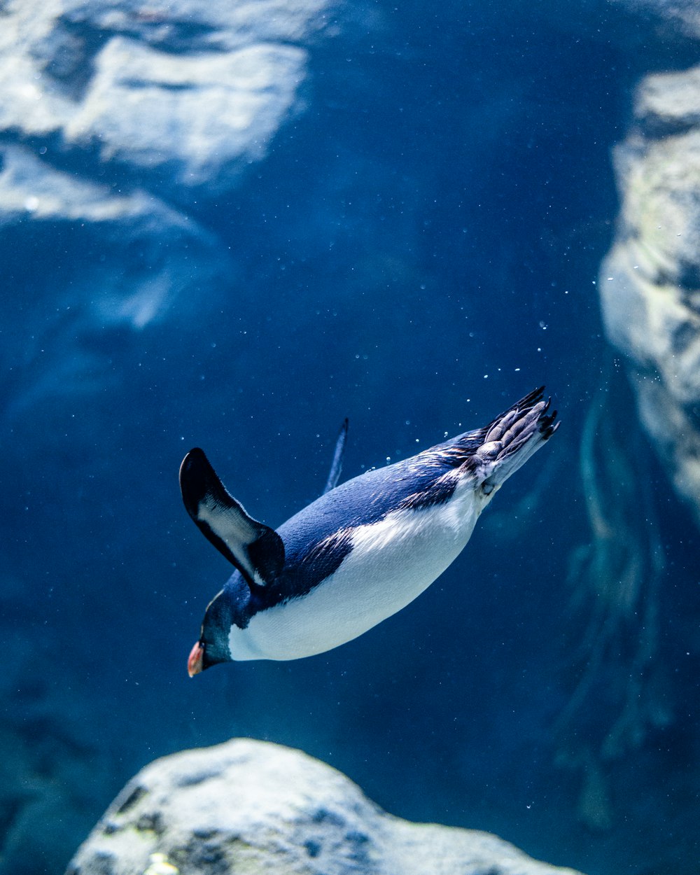 white and black penguin in water