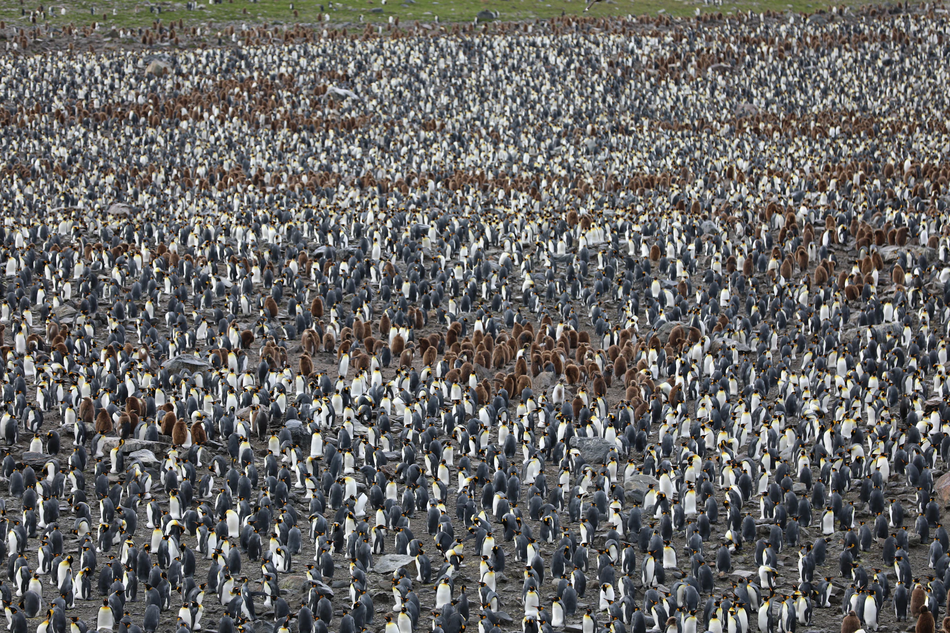 white and black birds on green grass field during daytime