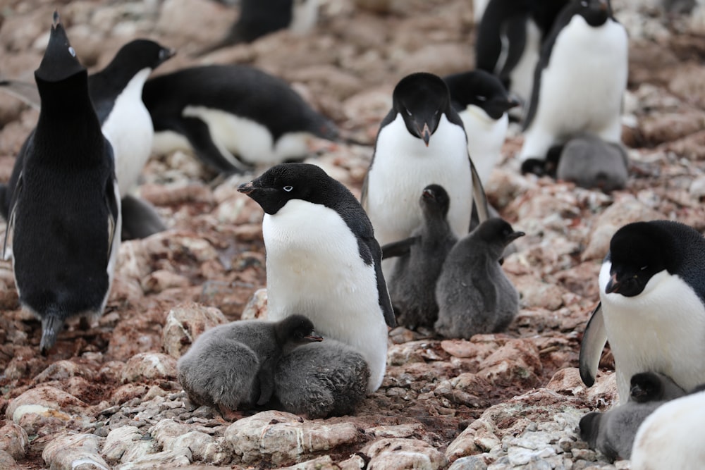 flock of penguins on brown sand during daytime
