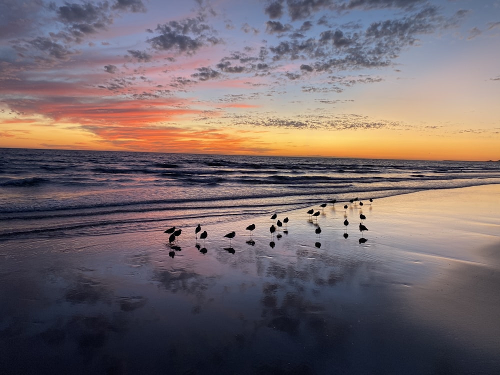 people on beach during sunset