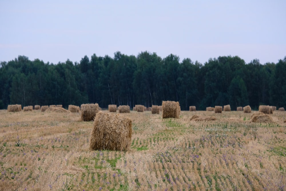 Foins bruns sur les friches brunes pendant la journée