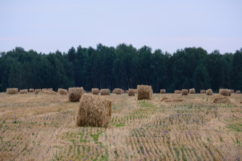 brown hays on brown field during daytime