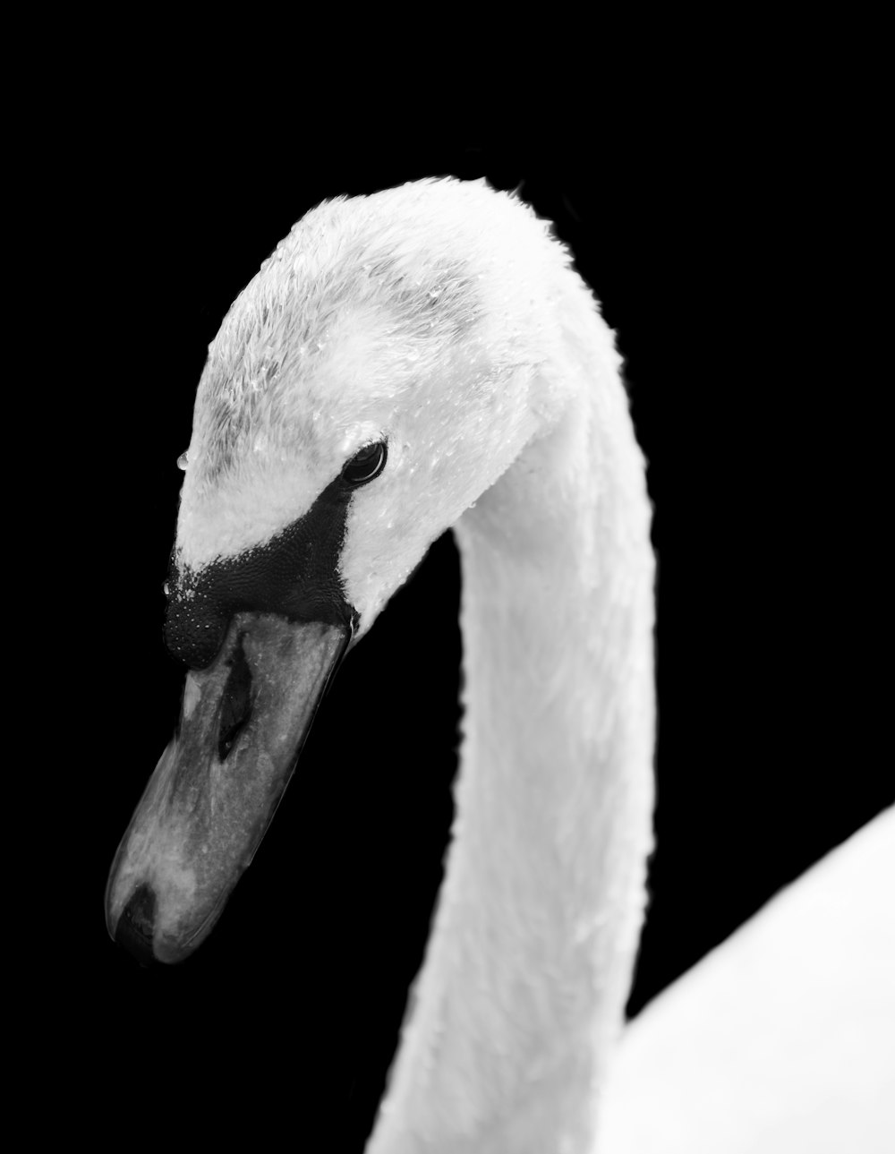 Ilustración de cisne en blanco y negro