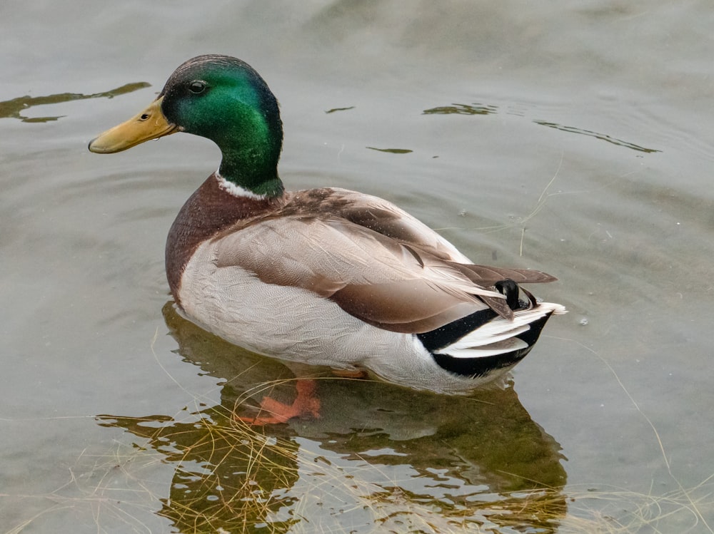 昼間の水上のマガモ