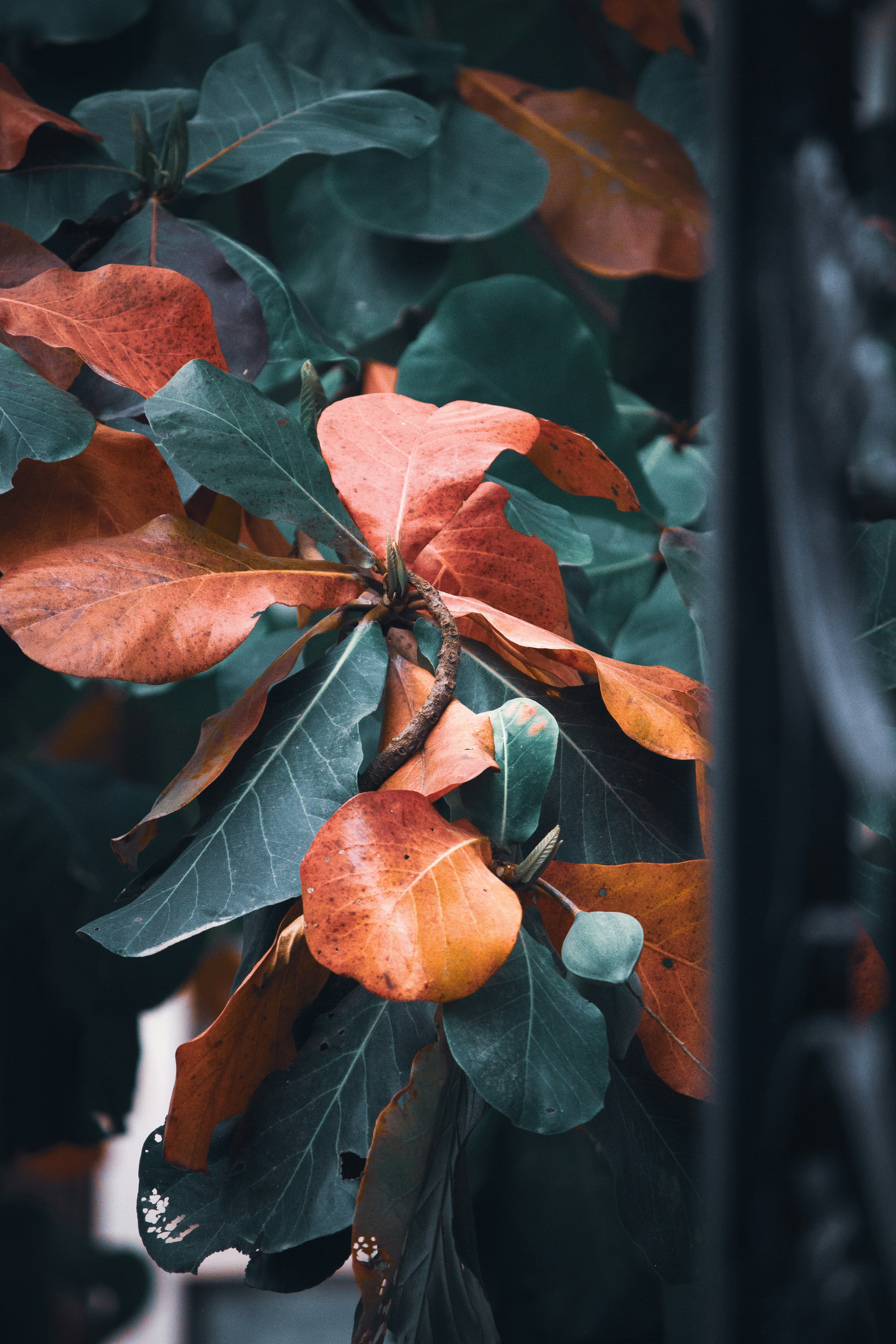 Photo by thilak_cm212