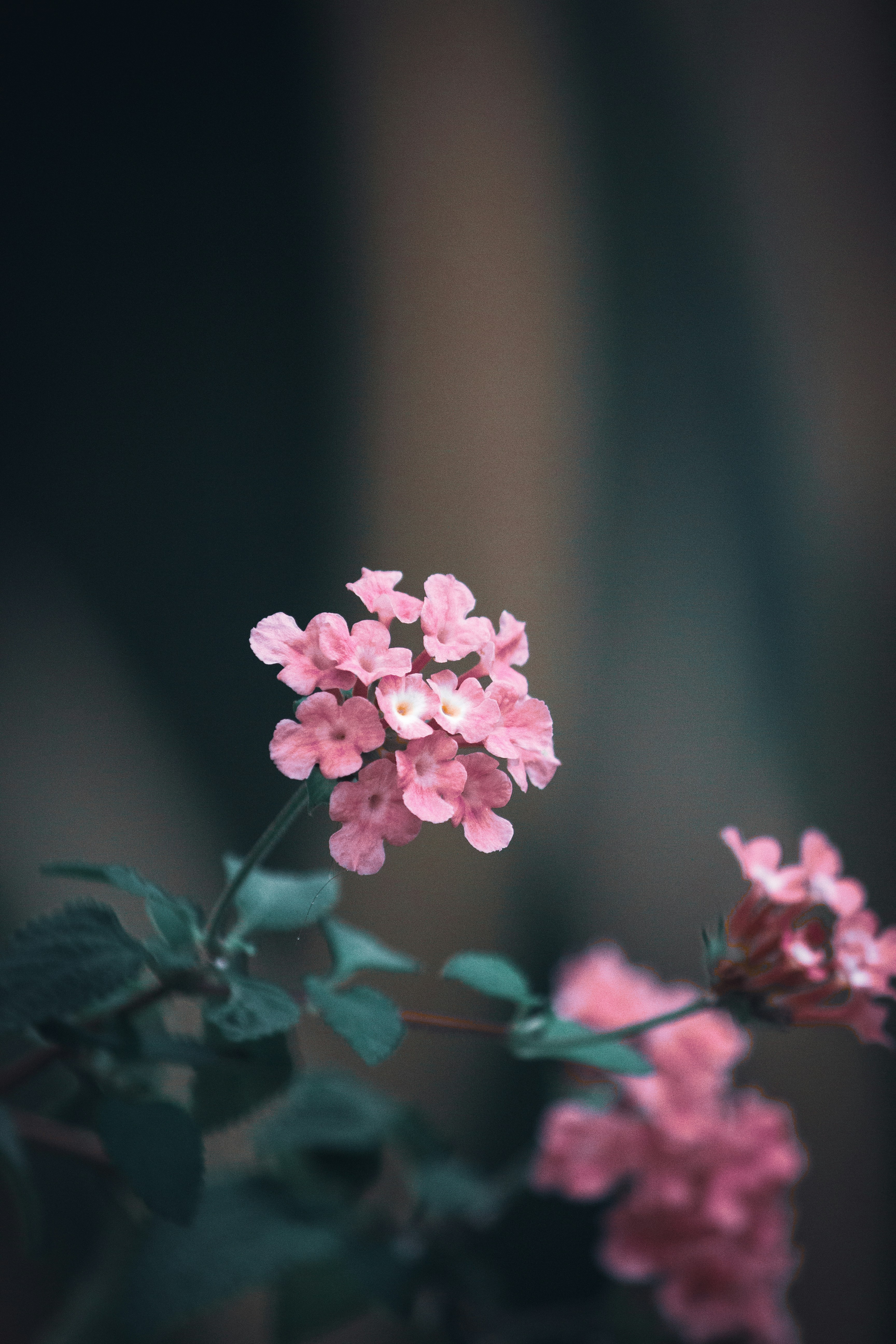 Floral Vintage Pattern