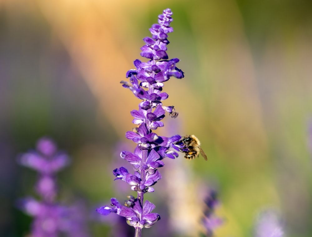 purple flower in tilt shift lens