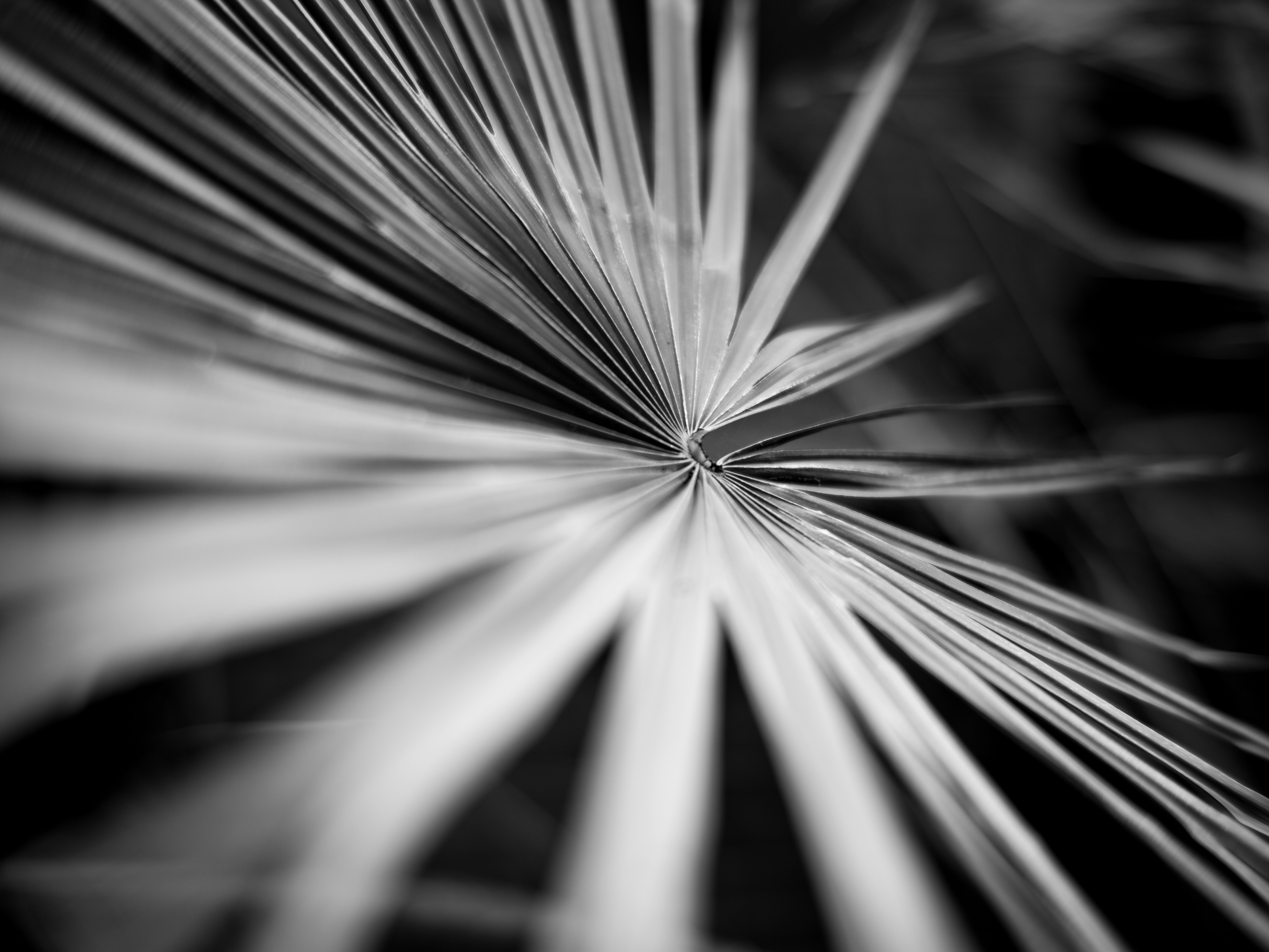 어둠 속에서 빛의 그레이 스케일 사진 사진 – Unsplash의 무료 식물 이미지