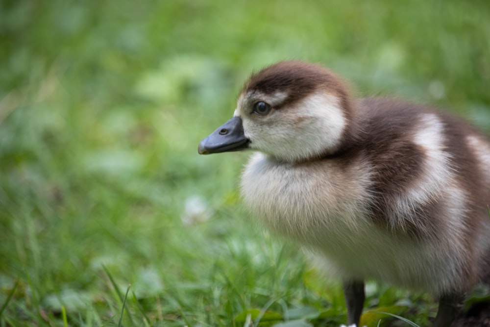 brown and white duck on green grass during daytime