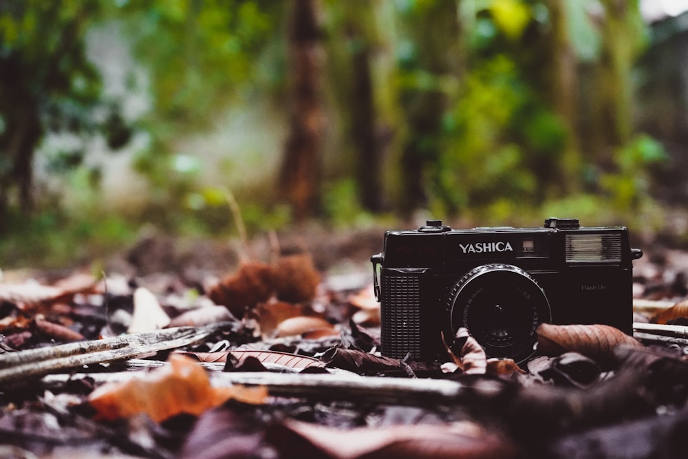 black and silver camera on brown dried leaves