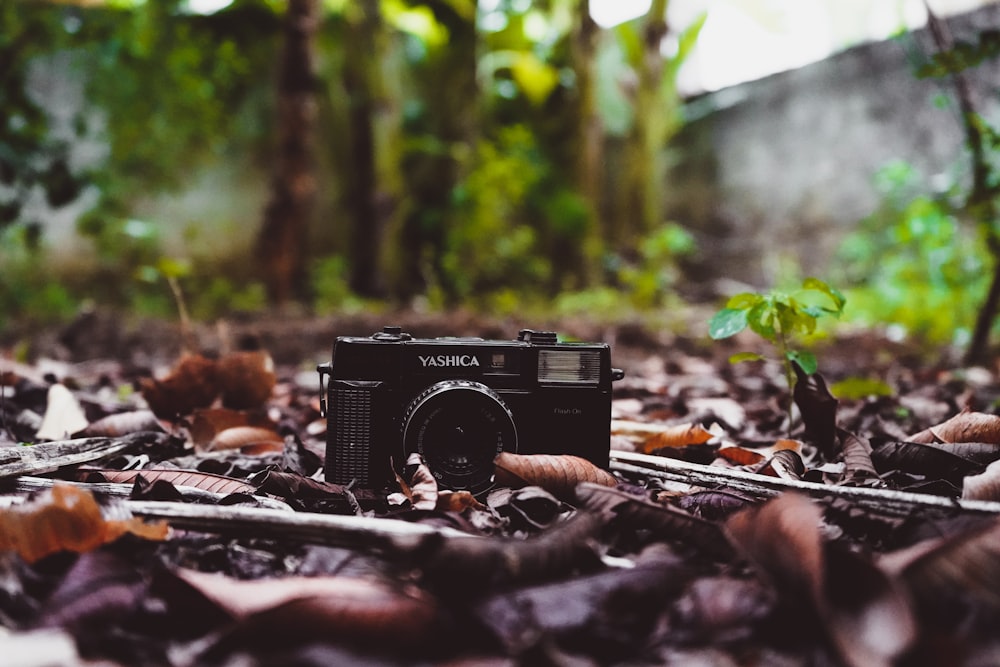 black and silver camera on brown dried leaves