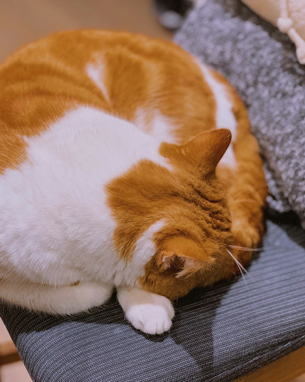 orange-weiße Tabby-Katze auf grauem Textil liegend