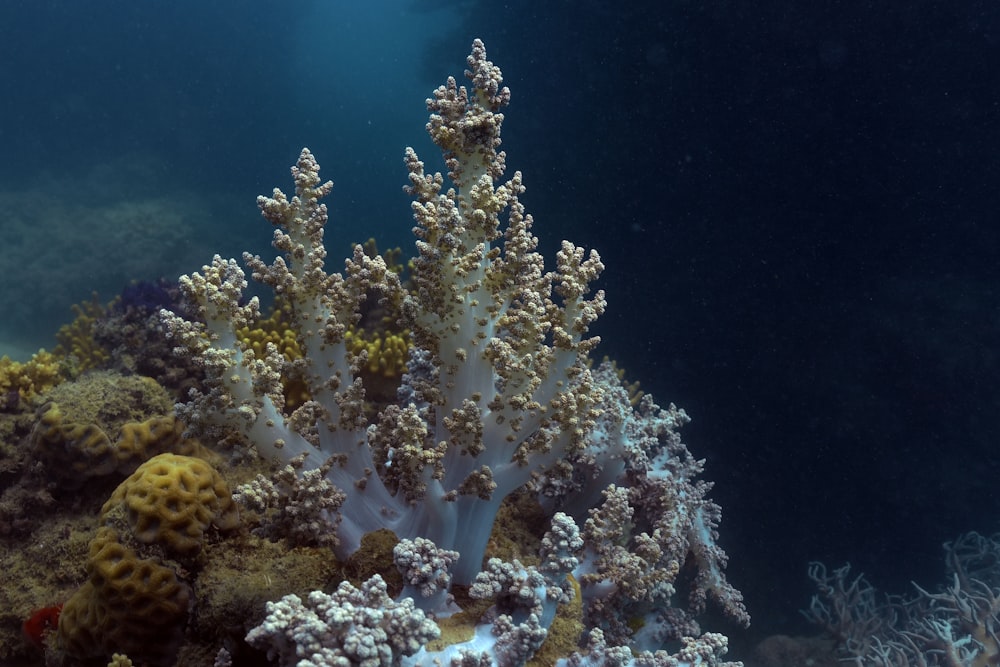 white coral reef under water